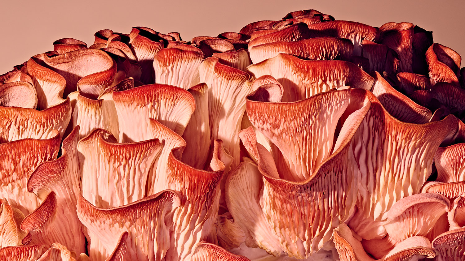 Pink oyster mushrooms