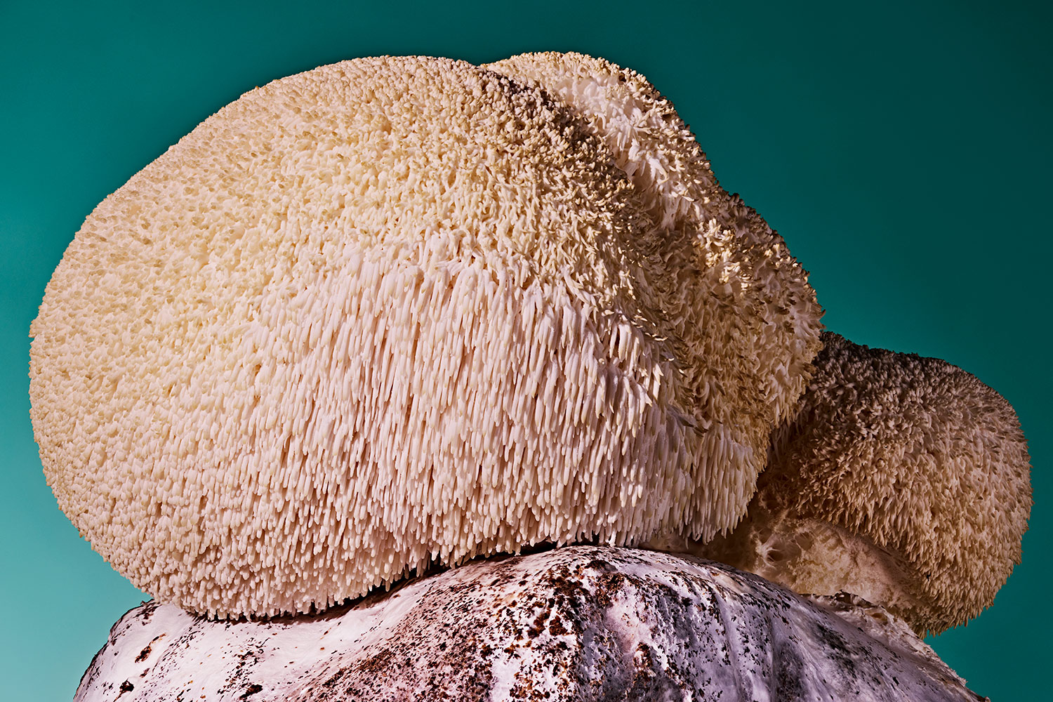 Lion's mane mushroom in front of a blue-green background