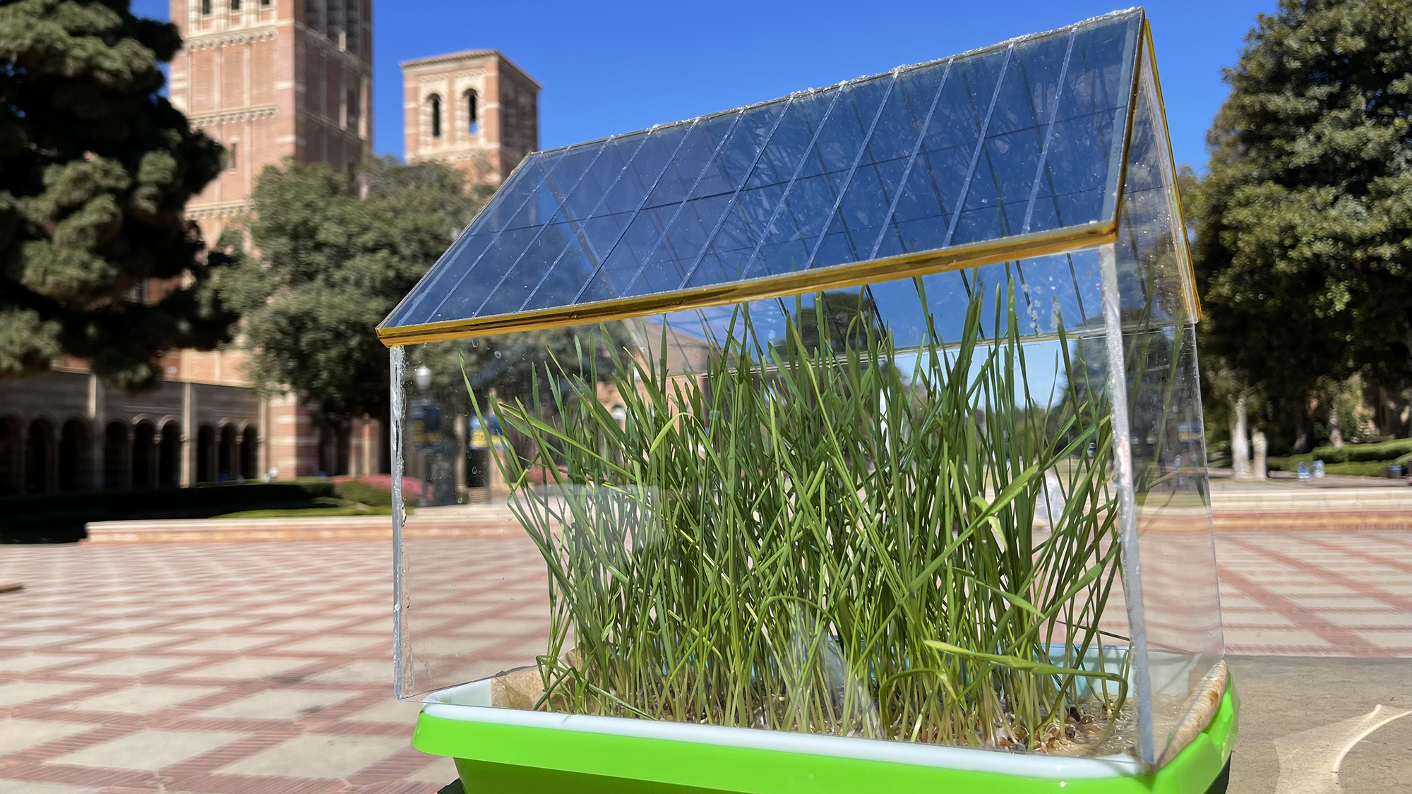 Miniature greenhouse with semitransparent solar cell roof growing crop