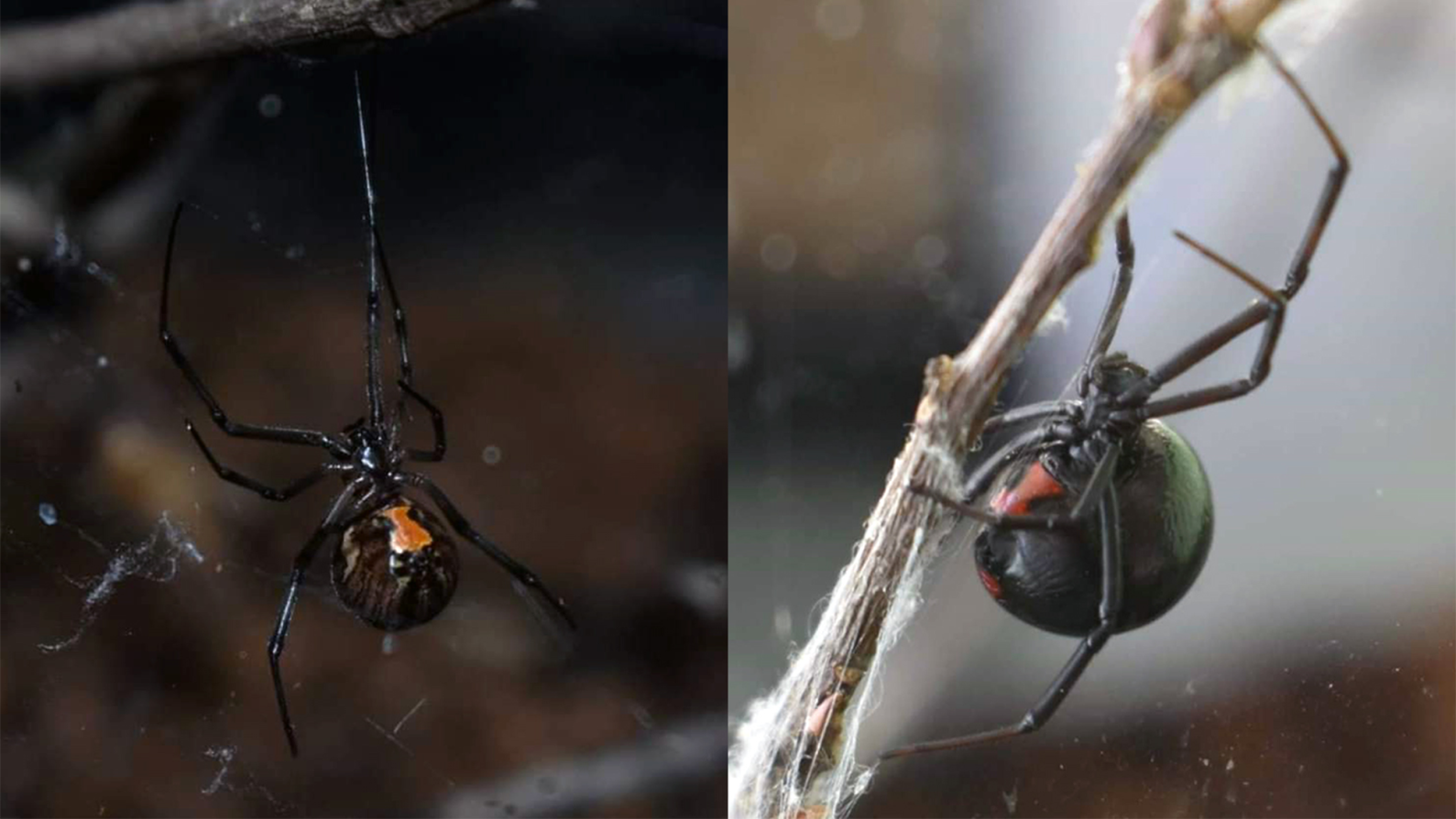 Black widow spiders displaced by brown widow relatives | Popular Science