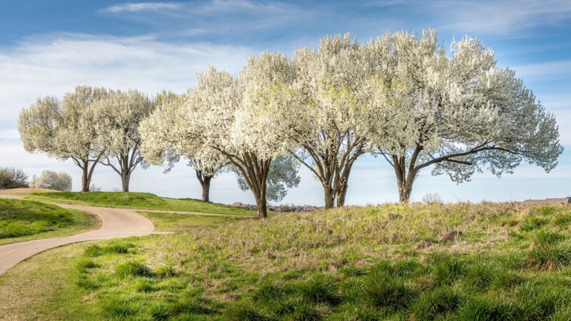 Ecologists have declared war on this popular decorative tree