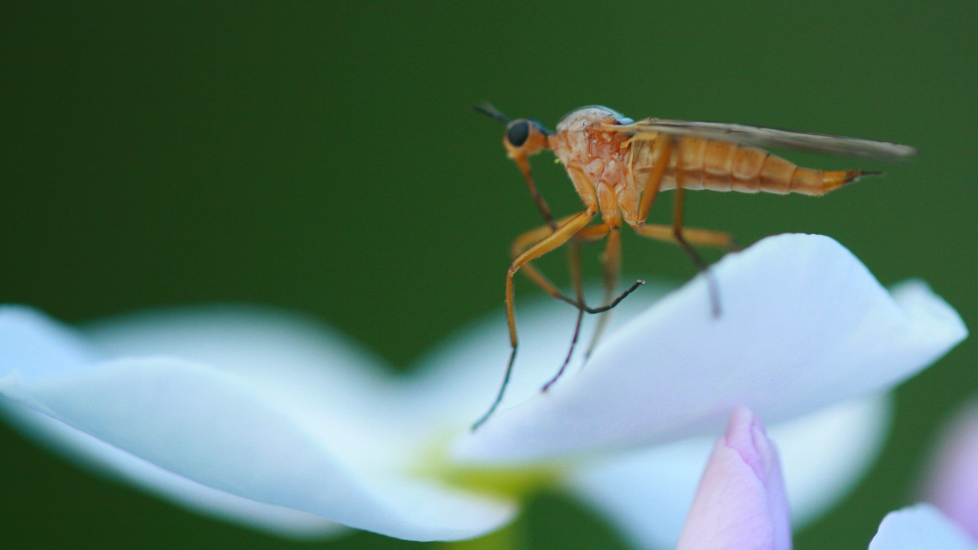 Fungus gnat on a white flower petal