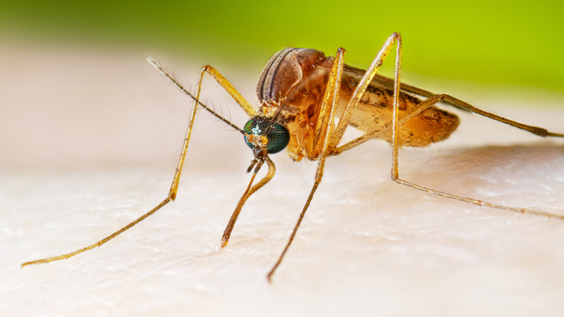 A mosquito biting a human arm.