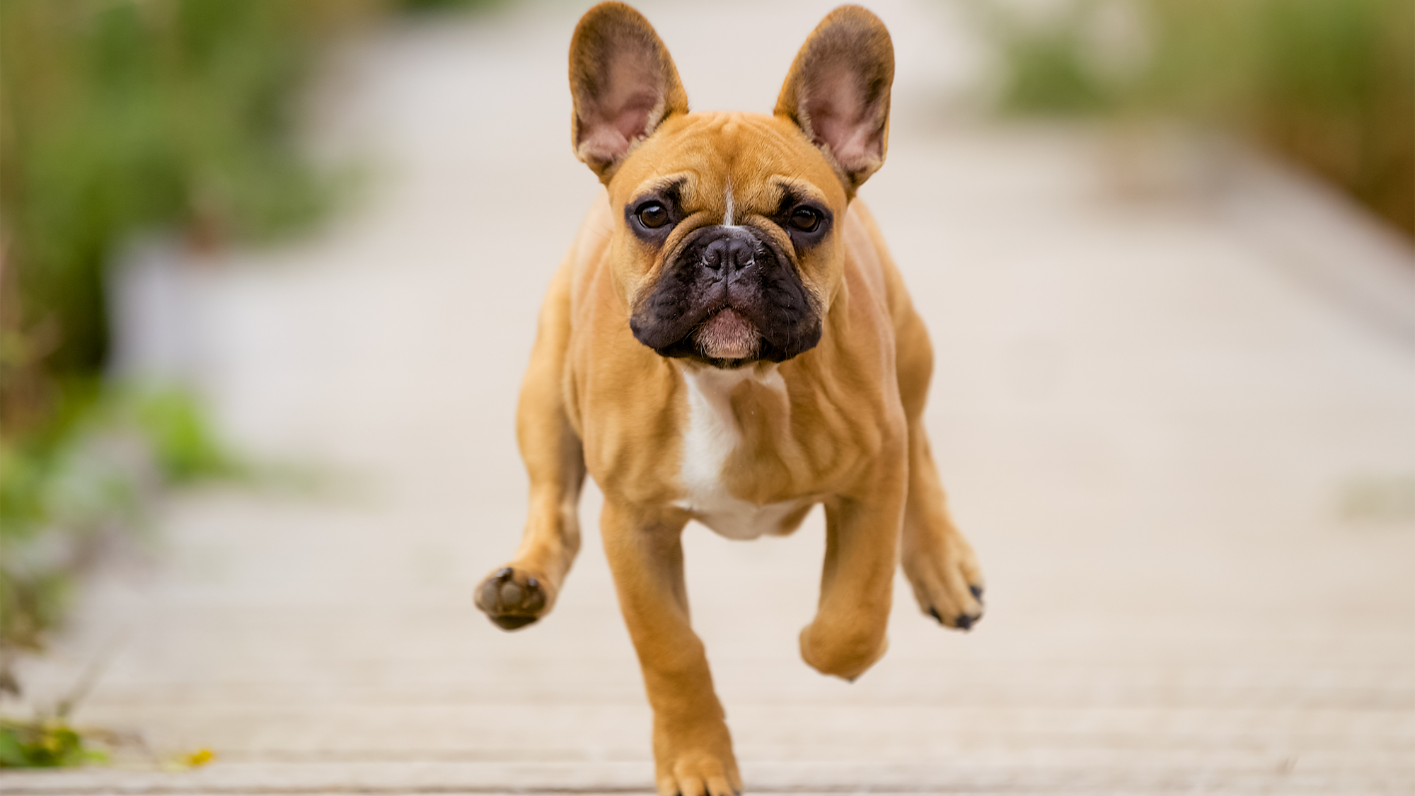 El Bulldog Francés Azul Una Guía Completa