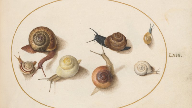 It’s still a mystery how snails ended up scattered around the globe