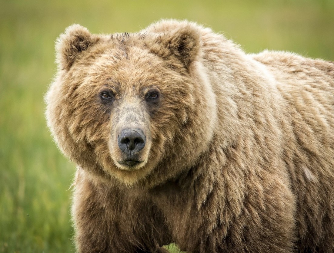 A guide to the running speeds of bears | Popular Science