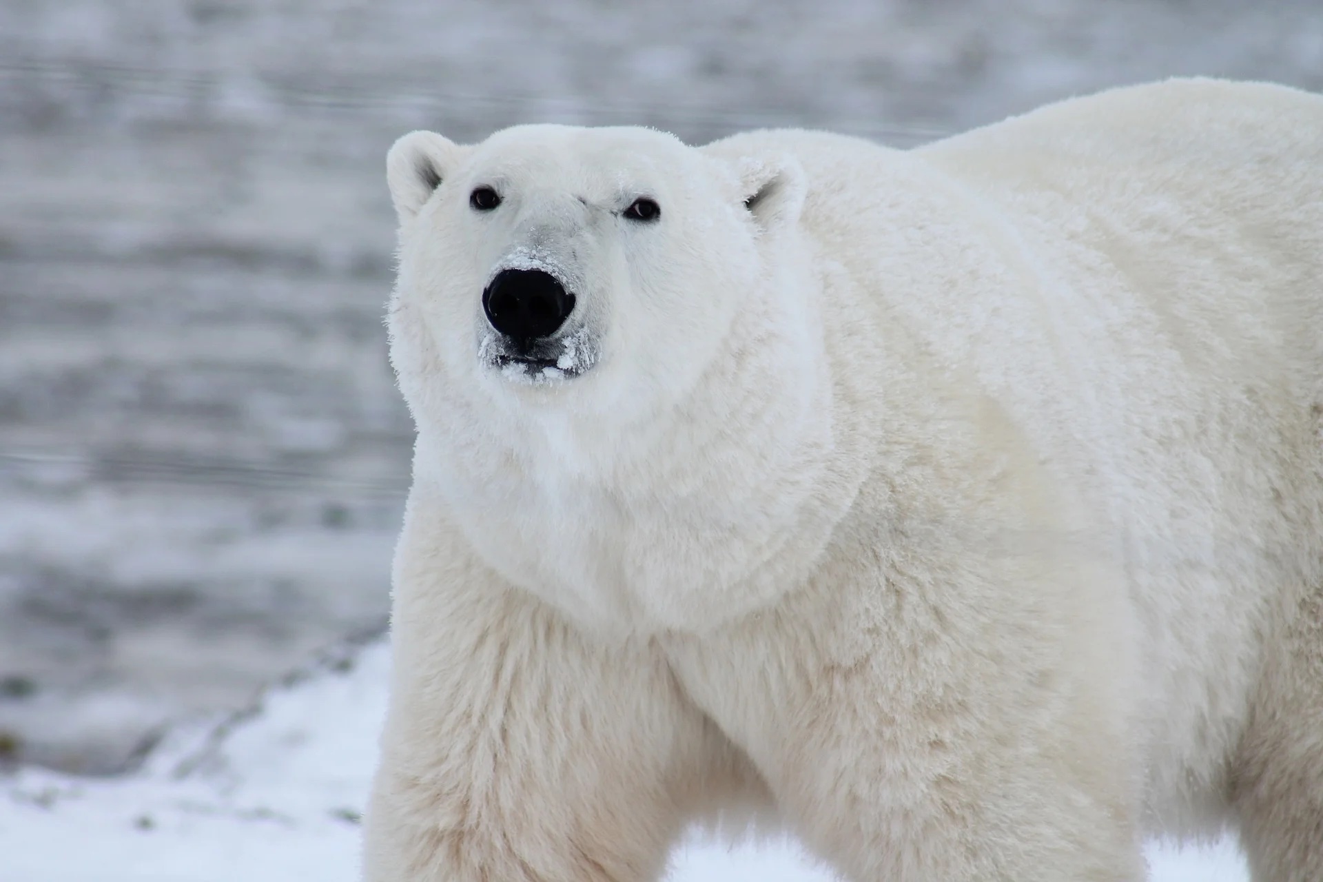 Adult polar bear looking at camera