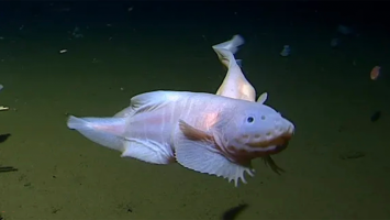 This goofy-looking fish was found 27,000 feet deep | Popular Science