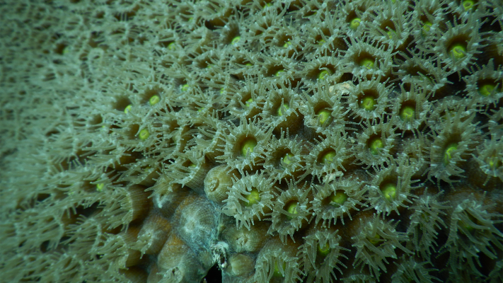 Coral Reef That Ejects Guts Could Help Humans Regenerate Organs