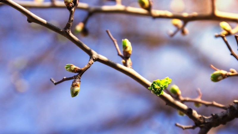 The earliest spring on record is bad news for the eastern US