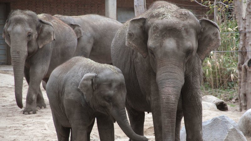 A juvenile elephant named Ko Raya (left) with Pang Pha (right) at the Berlin Zoo. Scientists believe that Pang Pha taught herself how to peel bananas.