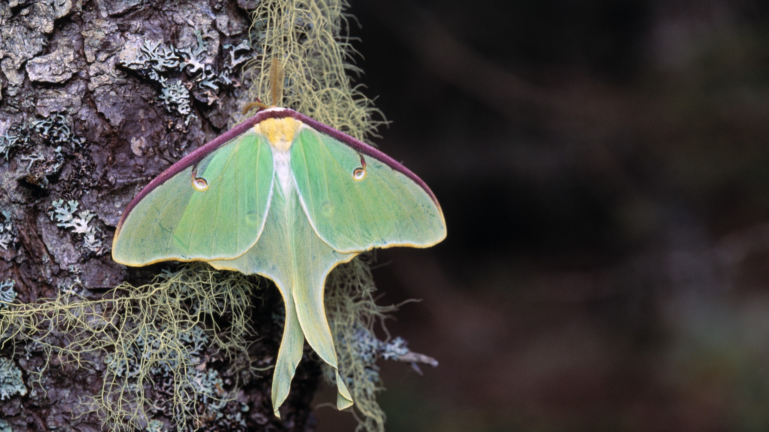 Luna moth resting on a tree.