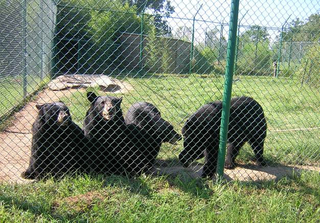 Four captive black bears playing behind a fence