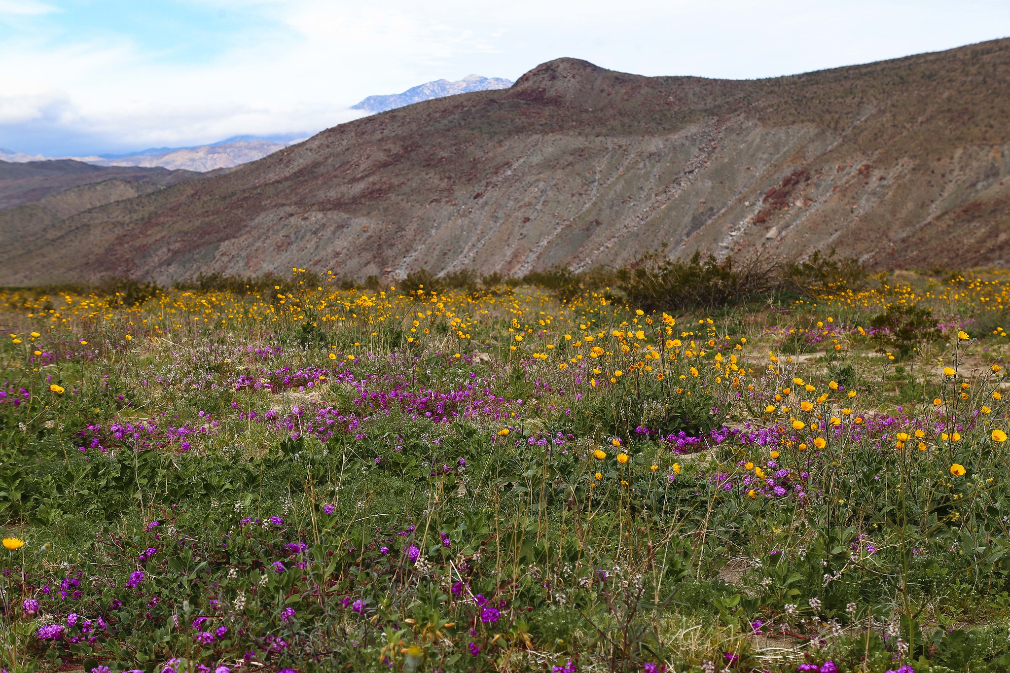 Purple and yellow wildfires blooming in California's Coyote Canyon with desert mountains in the distance.