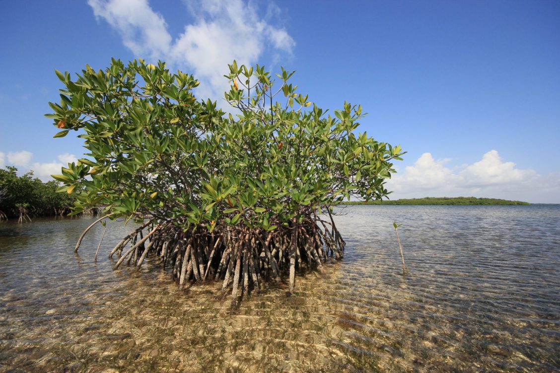 Blue carbon could be a climate solution for net zero goals Popular Science