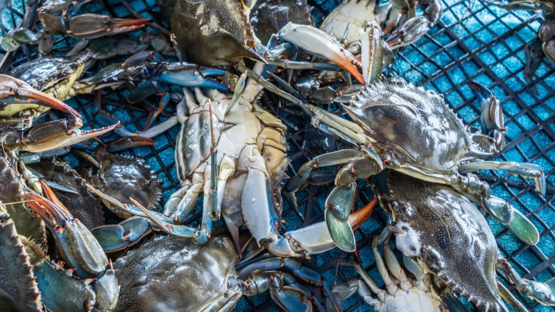 Turf wars between whales and crabbers have increased due to climate change