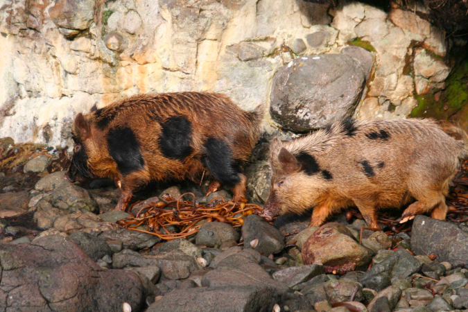 New Zealand’s wild pigs could be a source of much-needed donor organs