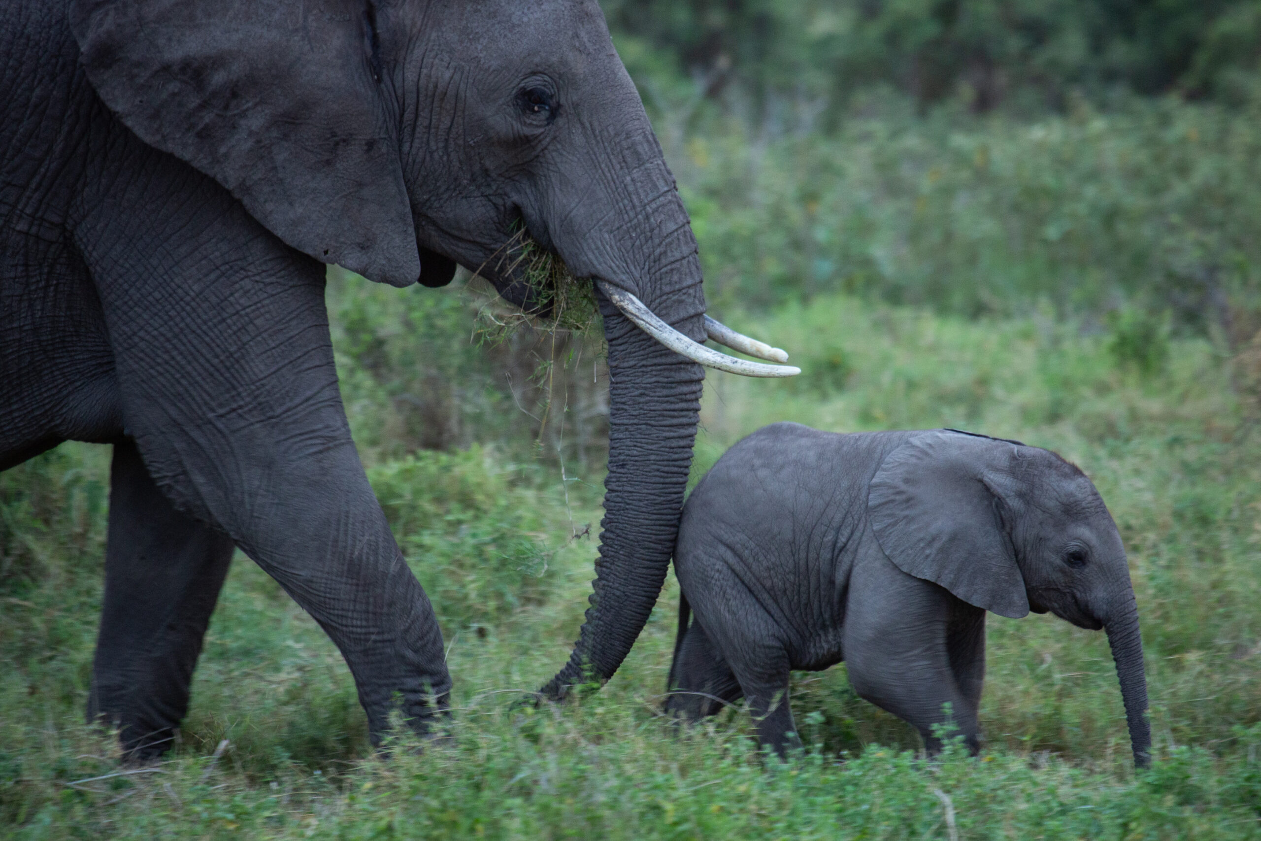 An African elephant with a calf on the savanna