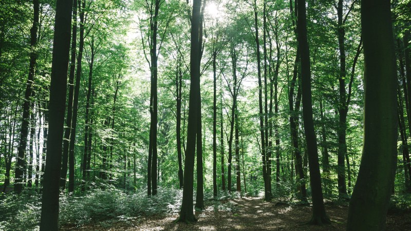 Green forest with sun shining through trees