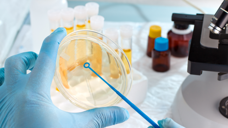 A lab technician in a glove swabs a circular petri dish.