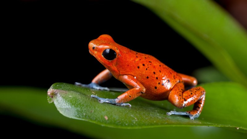 How deadly amphibians survive their own poisons