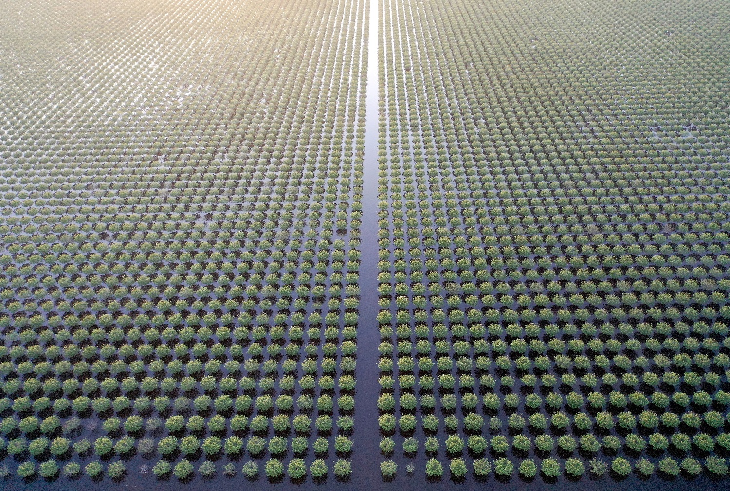 California rain waters submerging pistachio trees in the Tulare Lake basic in the Central Valley. Aerial view.