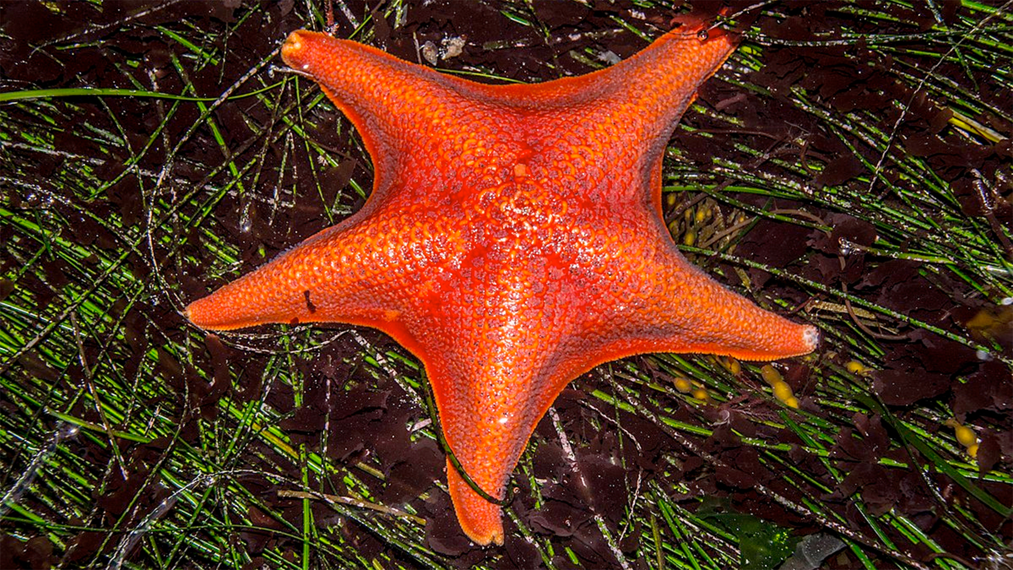 A bat sea star on a dark background.