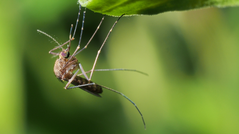 A mosquito hanging upside down on a leaf.