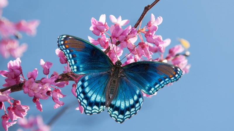 A blue butterfly on a pink flowering plant.