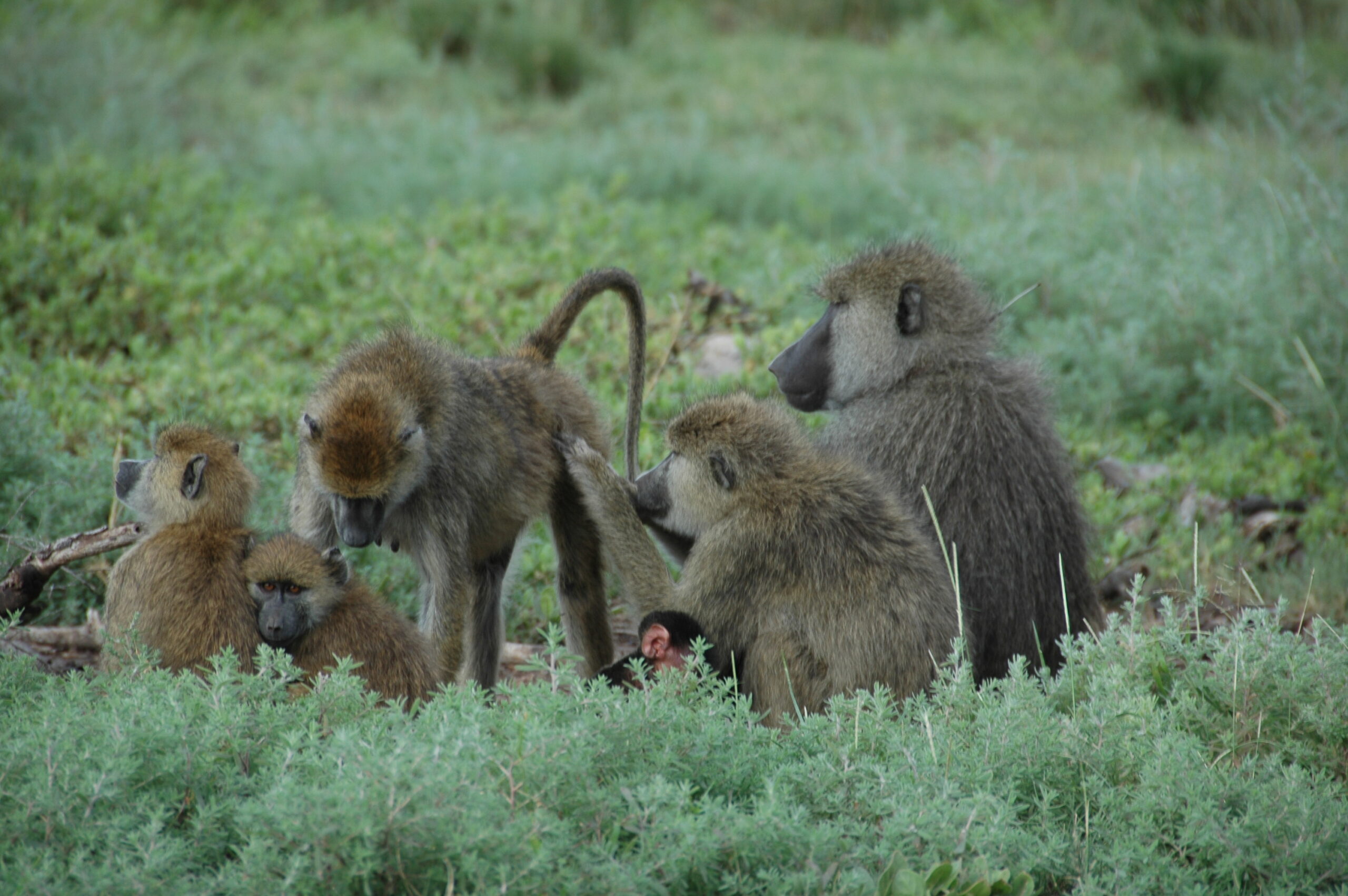 Two female baboons in Amboseli, Kenya, groom together, a baboon’s way of social bonding