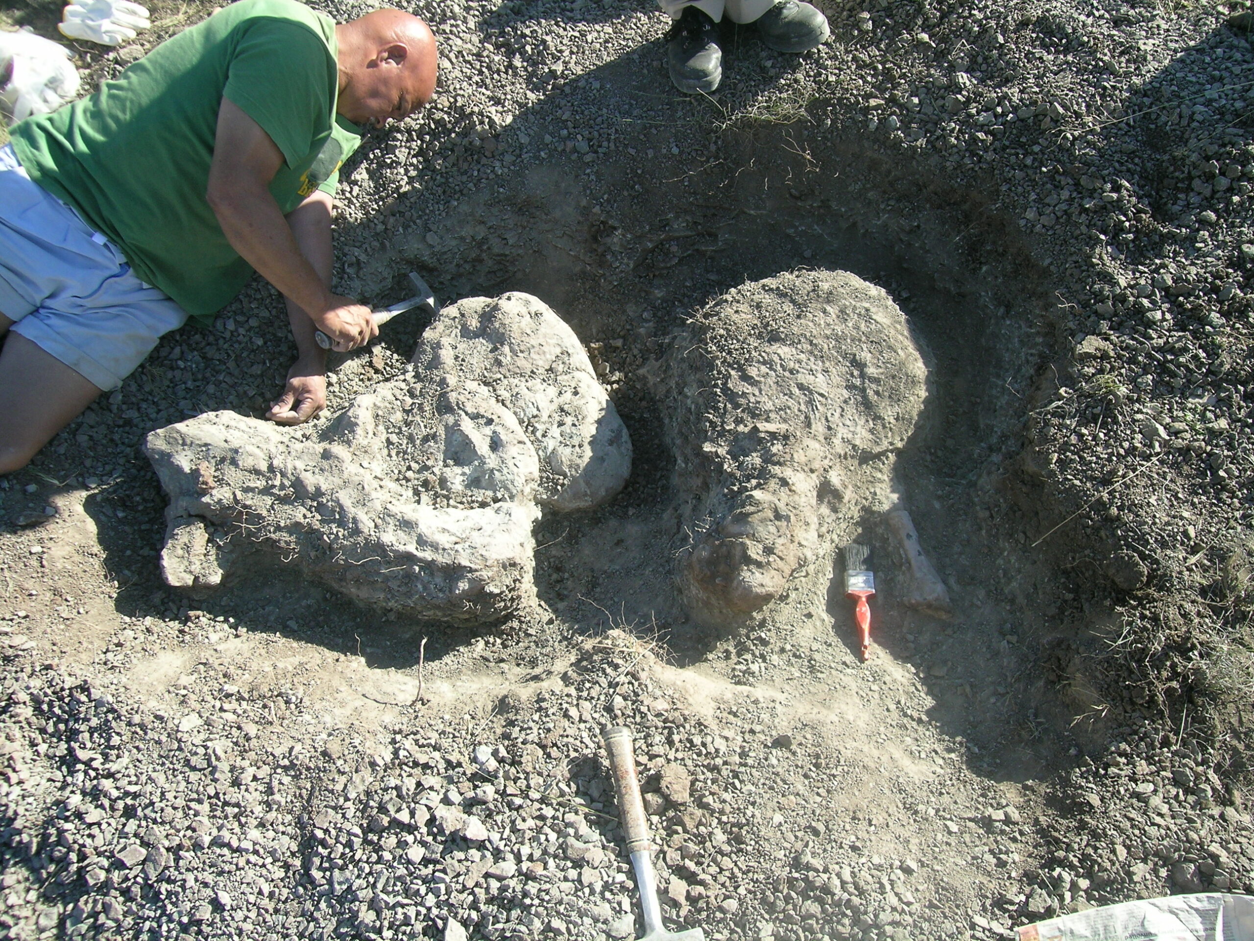 A retired field technician from Iziko South African Museum named Paul October works with the Inostrancevia fossils in the field.