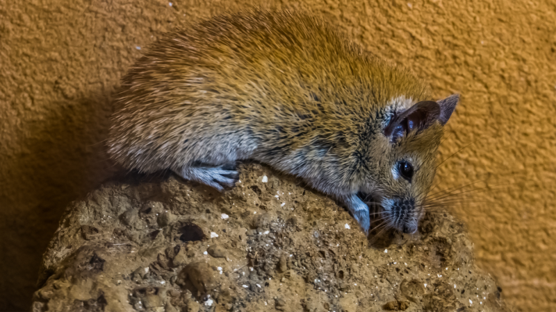 A spiny mouse standing on a rock. Spiny mice can regenerate skin, muscle, nerves, spinal cord, and possibly cardiac tissue.