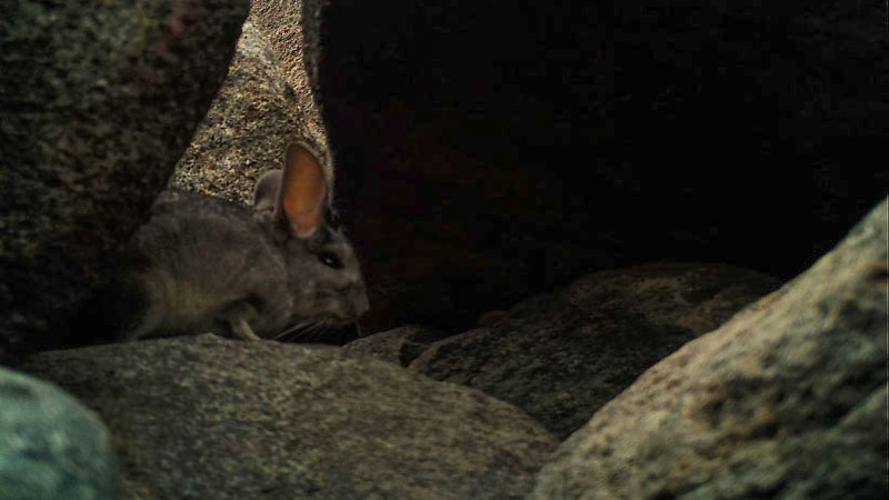 Andean long-tailed chinchillas are mysteriously thriving on Chile’s coast