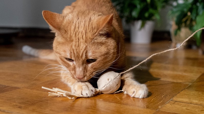 How to get rid of mice and keep them away
