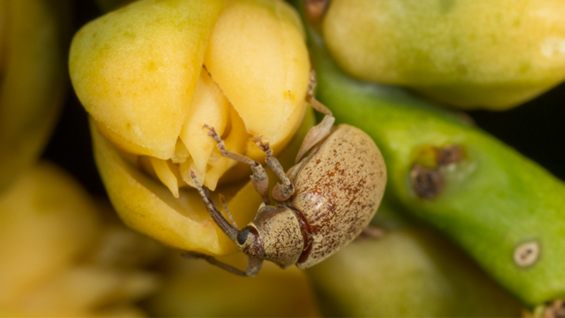 The weevil Anchylorhynchus trapezicollis is the main pollinator of South American palm Syagrus coronata. Here, the weevil is seen on a female flower, touching the receptive parts and leaving pollen grains in the process.