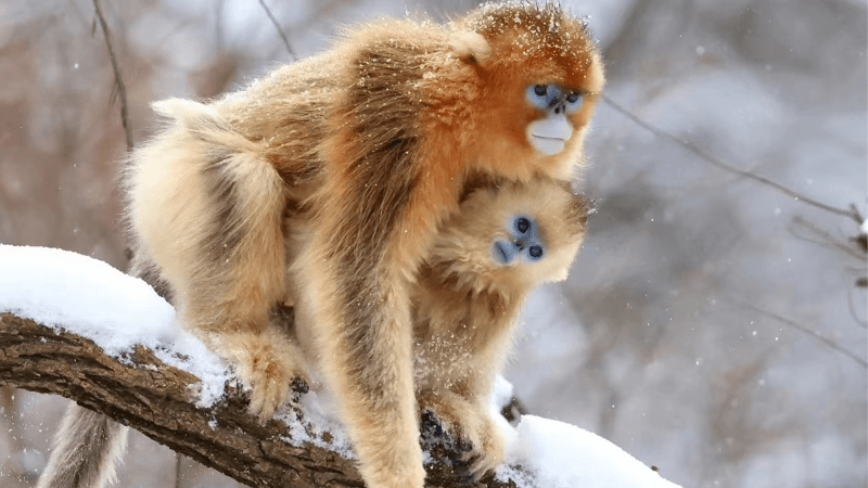 A mother and baby golden snub nosed monkey. These primates live in mountainous regions of southwestern China. Longer periods of maternal care may have helped them form more complex societies.