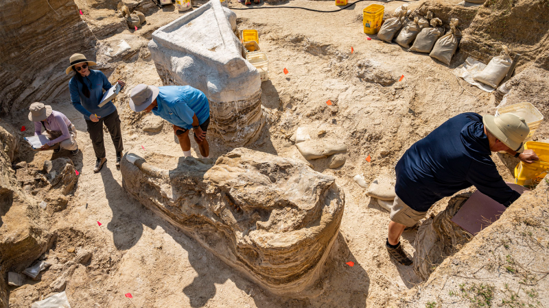 The adult gomphothere skull (foreground, tusk capped in white plaster) was separated from the main body (background, covered in plaster) prior to its preservation.