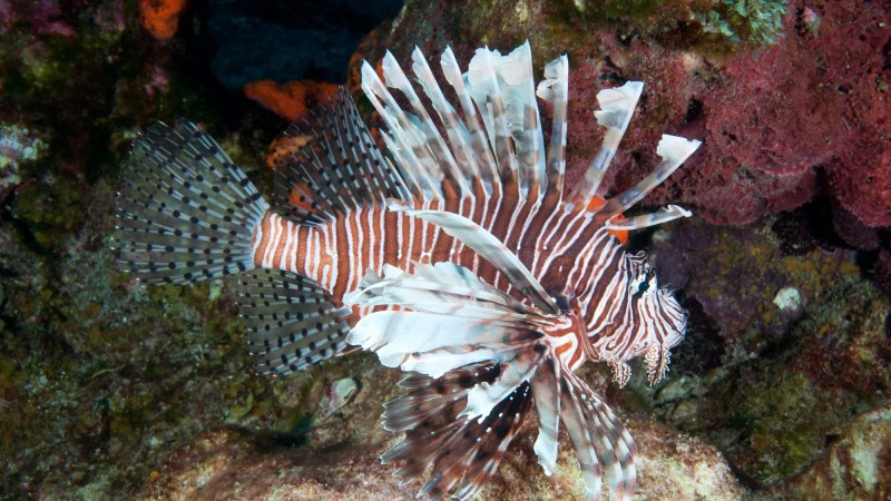 Lionfish are now threatening ecosystems and livelihoods in Brazil