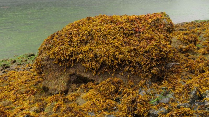 Citizen scientists have taken photos of this boulder every year for three decades