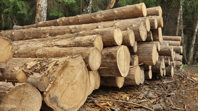 Genetically modified trees could mean more sustainable wood