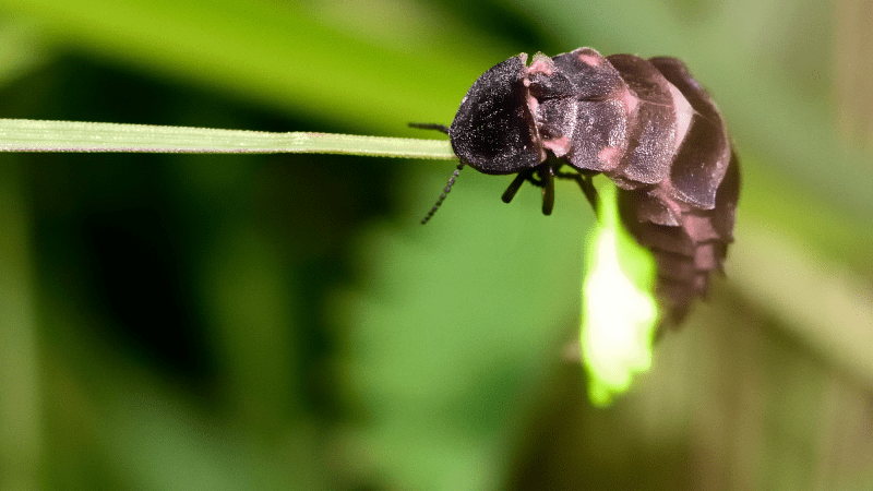 A glow-worm on a leaf.