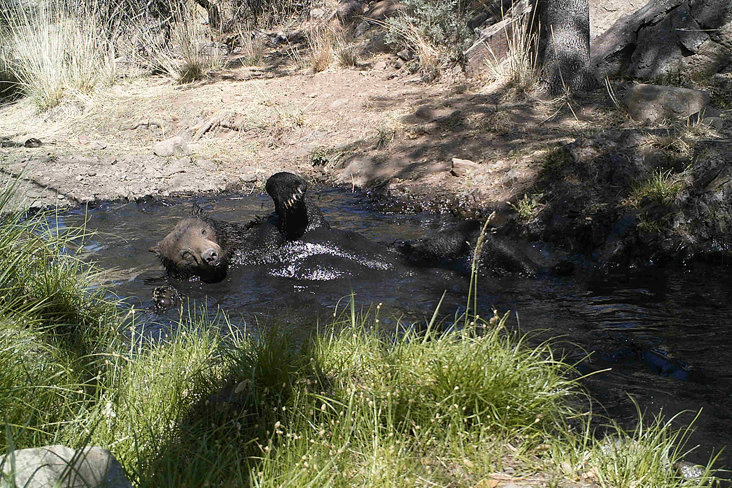 bear wallows in creek