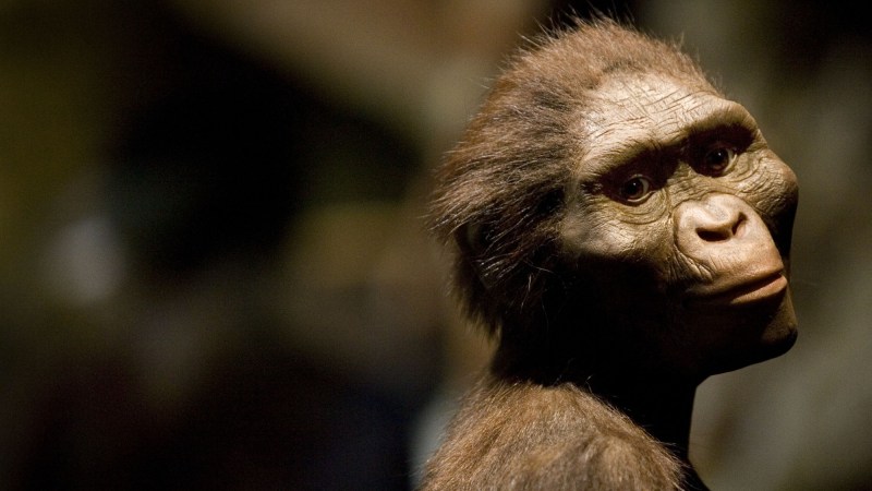 Lucy, our ancient human ancestor, was super buff