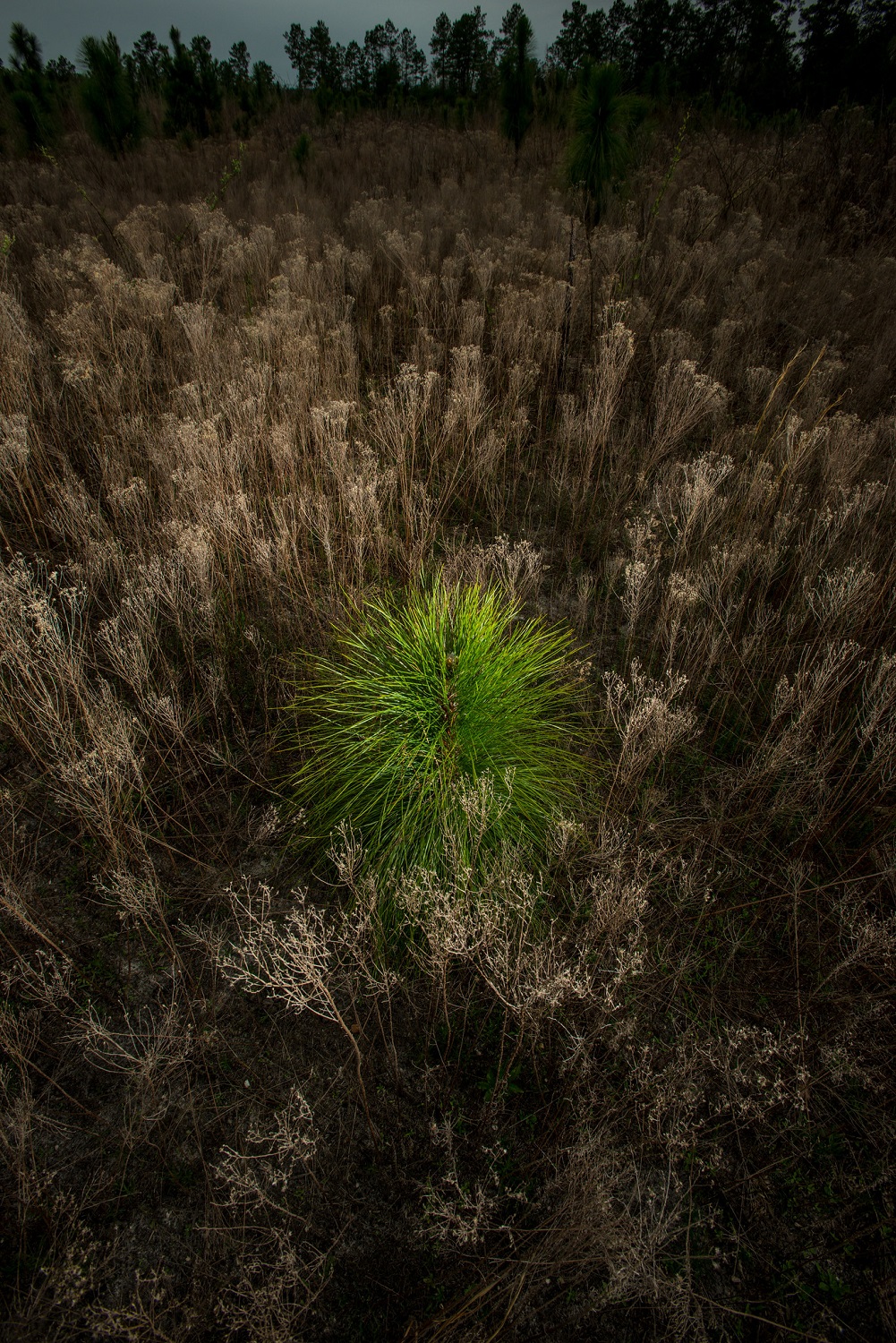 Young longleaf pine standing after a controlled burn