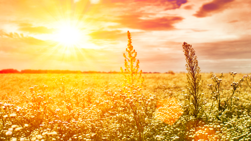 A summer sunrise over a grassy meadow.