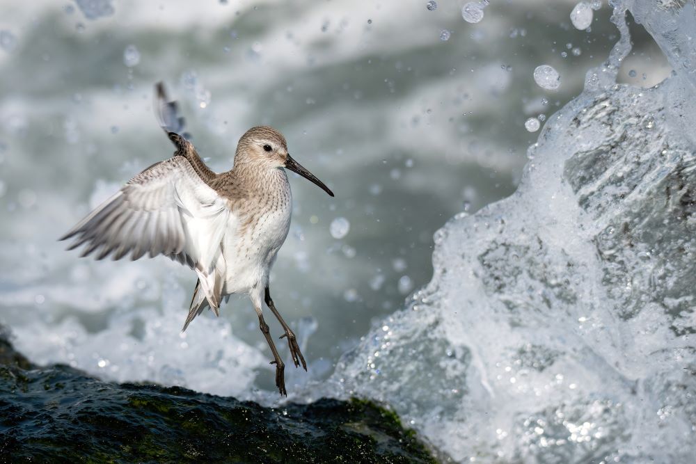 sandpiper in profile appears to have jumped from the rocks to avoid an incoming wave. The bird’s wings are behind its body, its feet just above the rock in front of a background of water droplets from the surf.