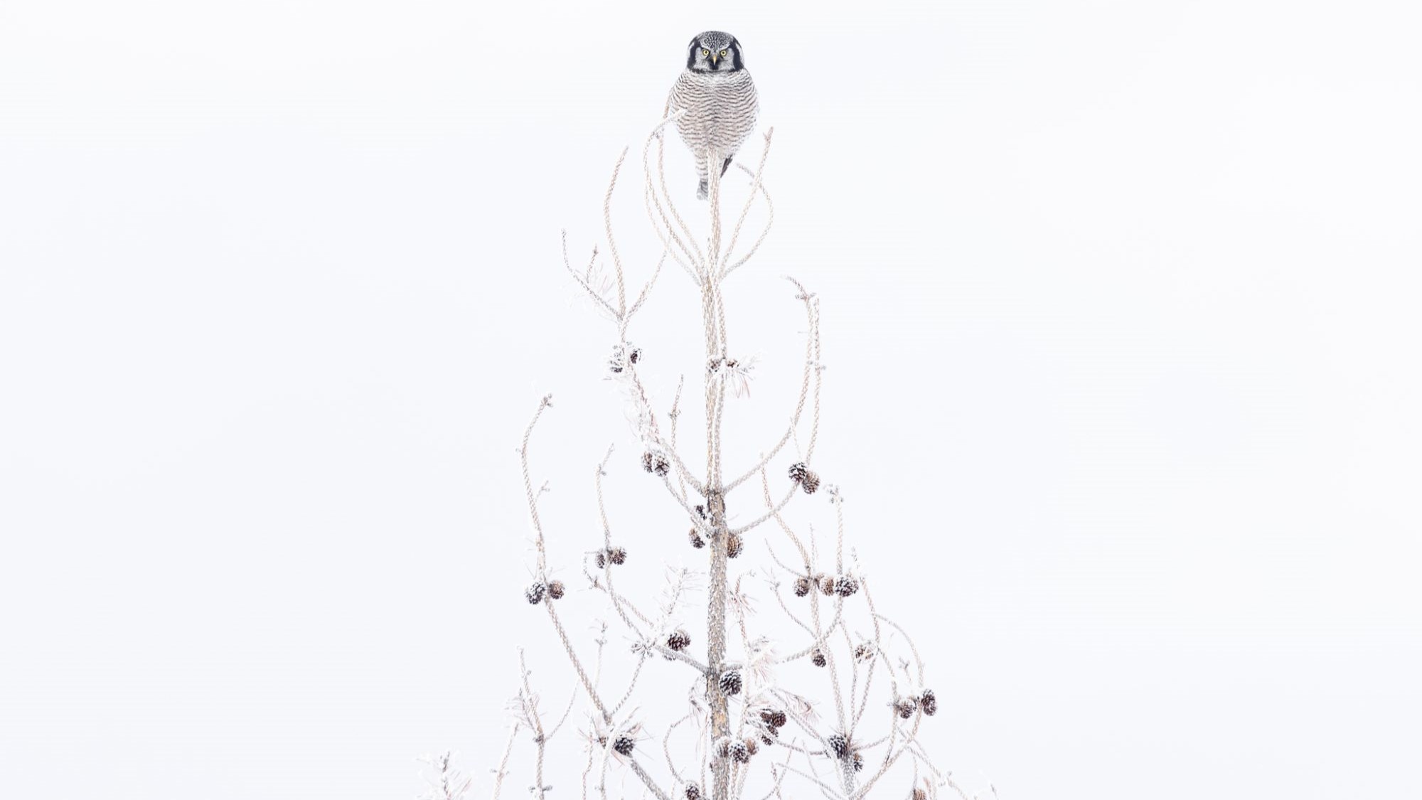 A Northern Hawk Owl looks directly into the camera as it perches at the tip of a frost-covered tree. Dark pine cones on the bare branches stand out against a white background, mirroring the pattern of the owl’s dark breast feathers.