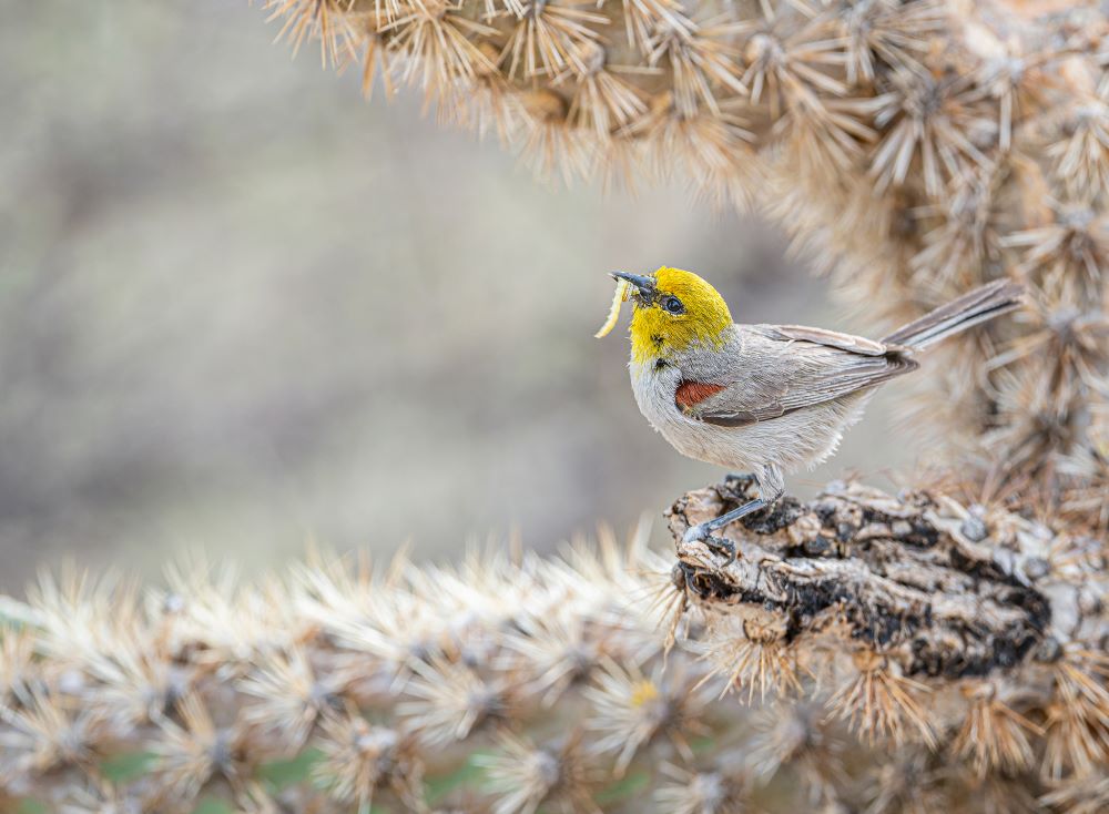 A gray Verdin with a yellow head and a small rust-colored patch on its wing stands in profile on a broken cacti branch that’s white, brown, and green. The bird carries a pale green caterpillar in its bill.