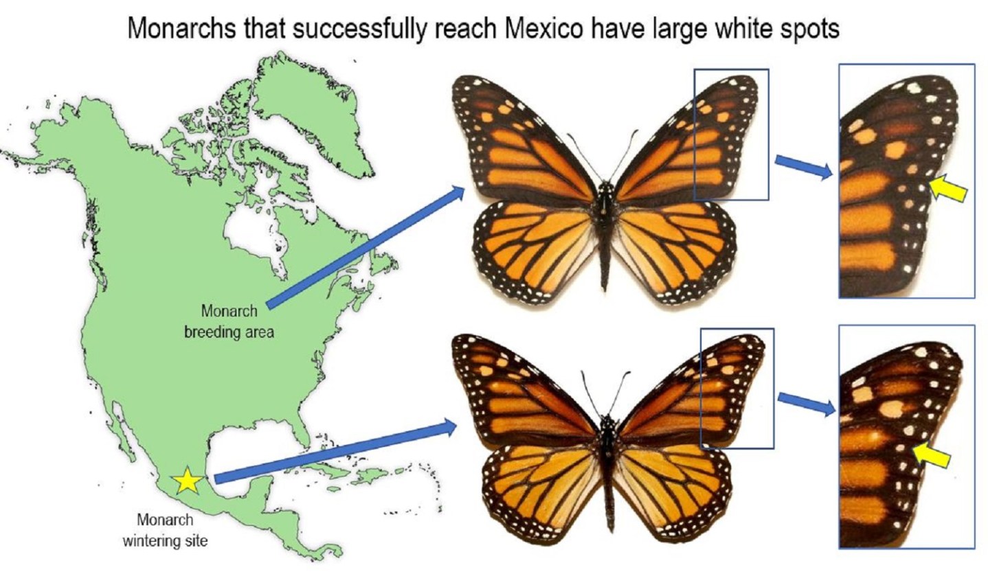 Monarch butterfly color patterns help migration | Popular Science