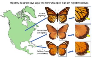 Monarch butterfly color patterns help migration | Popular Science